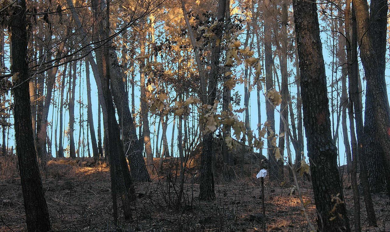 Monte queimado por un incendio forestal