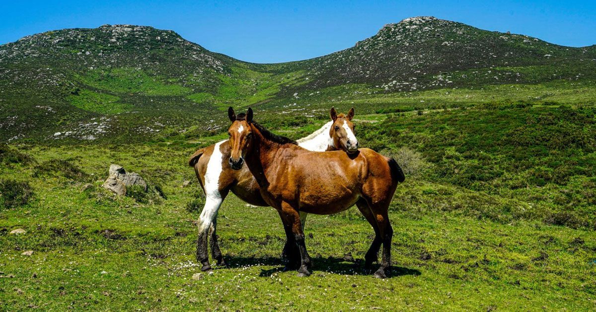 serra do xistral cabalos