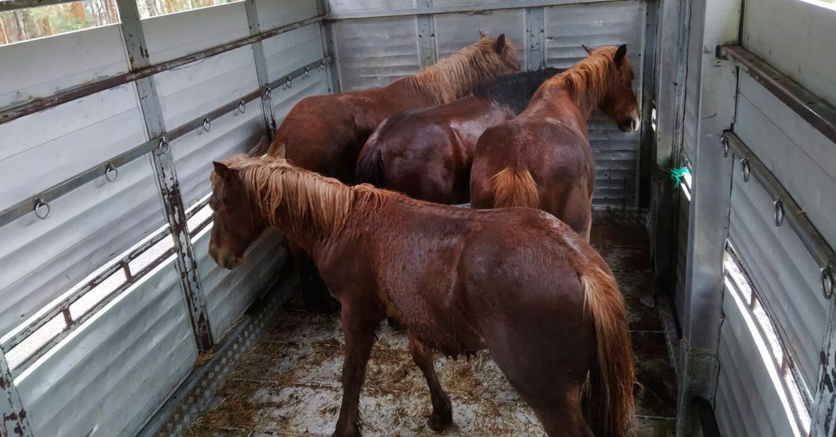 cabalos valadouro