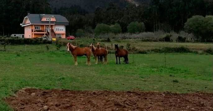 cabalos valadouro