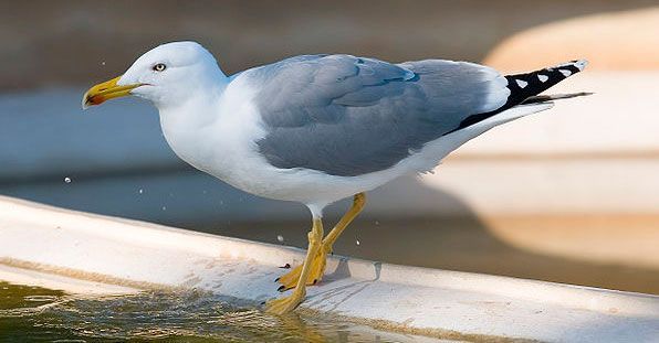 gaivota patiamarela