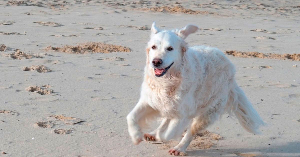 perros cans praia