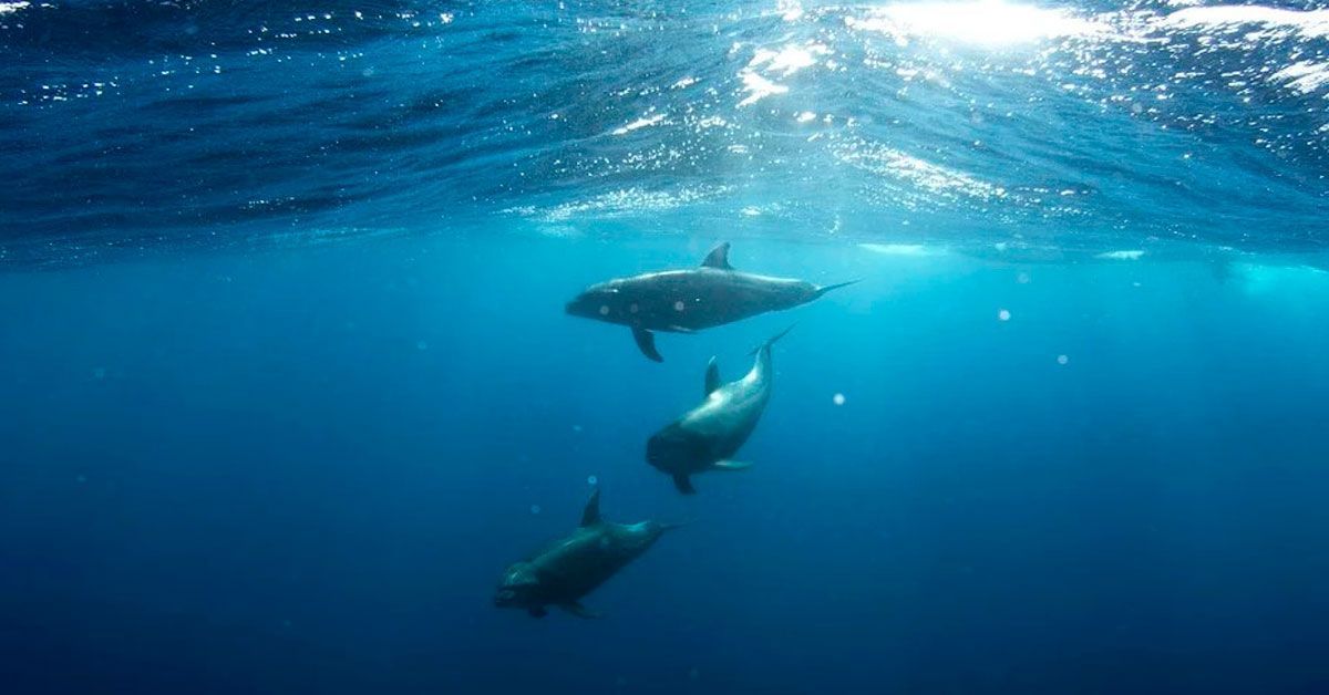 mar oceano submarino