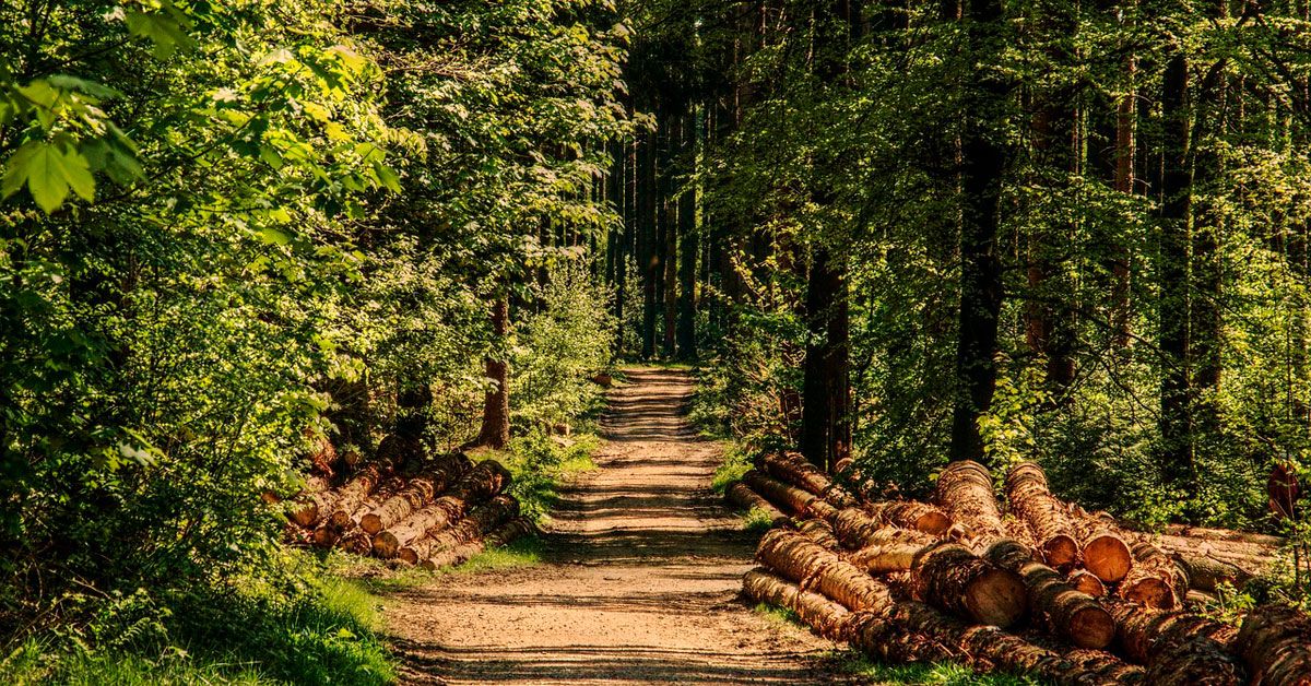 madeira bosque arbore