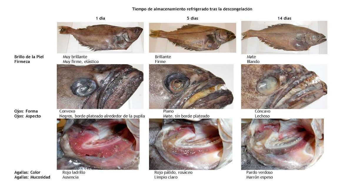 vida util pescado desconxelado