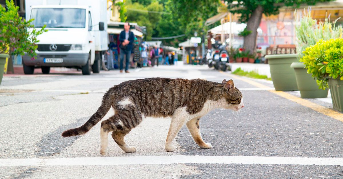 gato rua 2