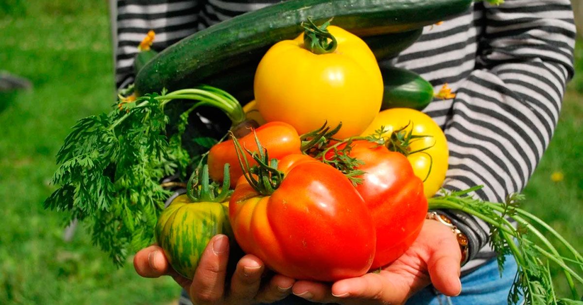 horta horto alimentos vexetais