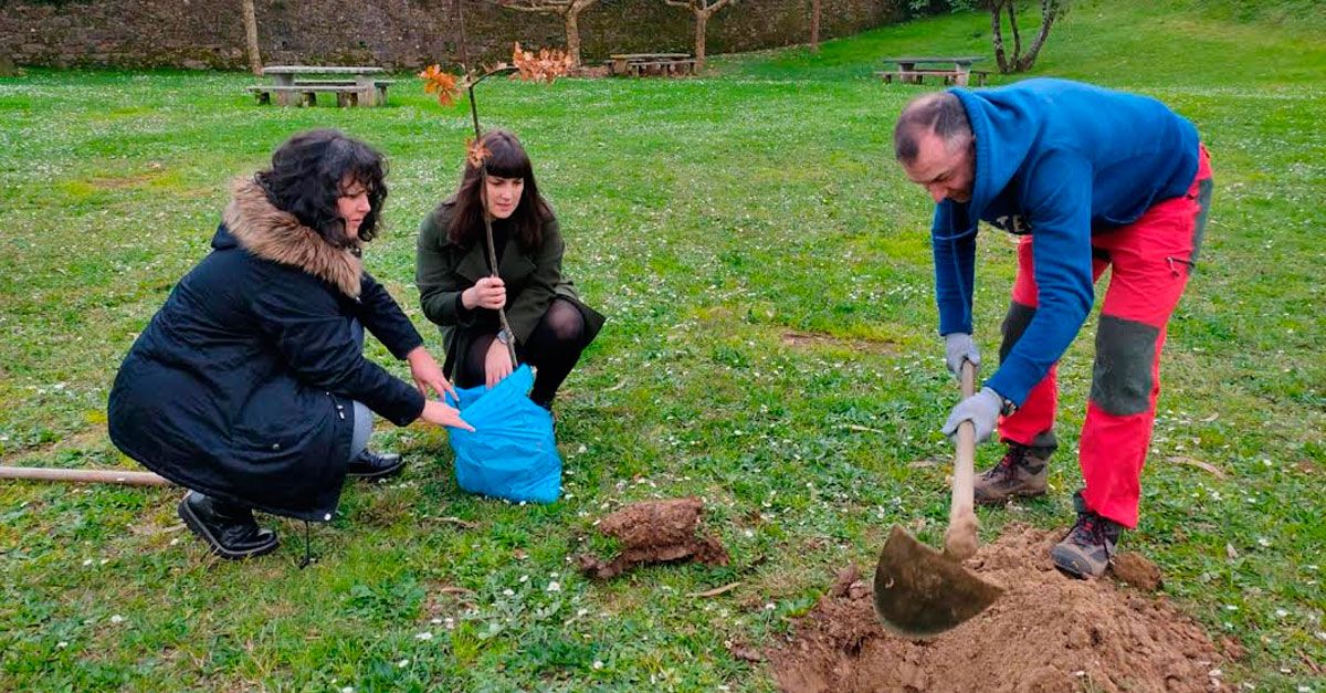 viveiro bng planta arbores parque pernas peon