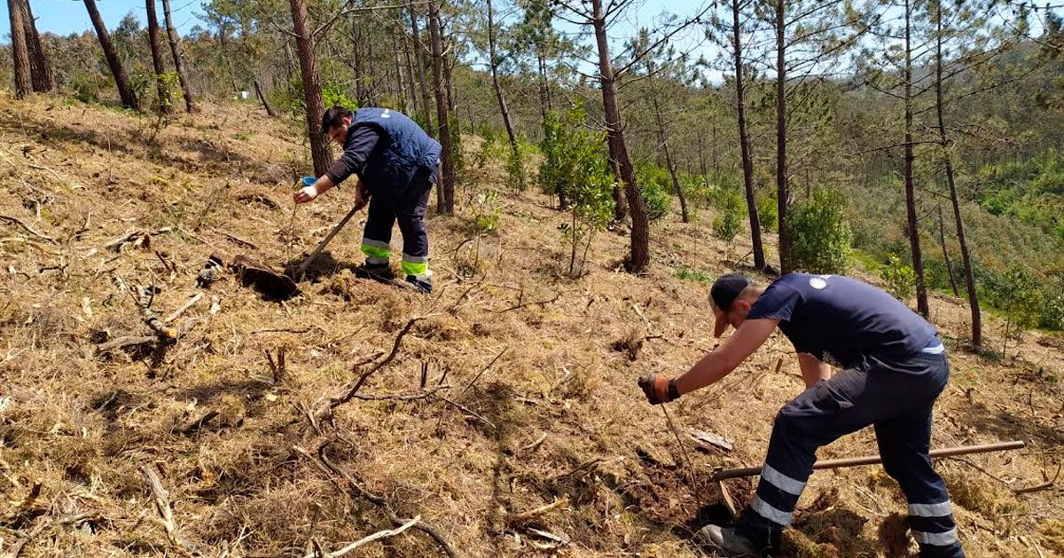 barreiros Repoboación fraga Santo Estevo 1