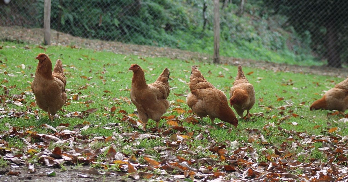 galina-mos-libertade-campo-comendo