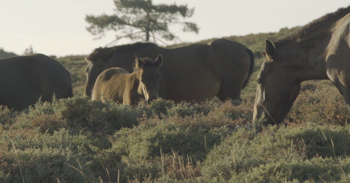 documental fillas do vento xistral