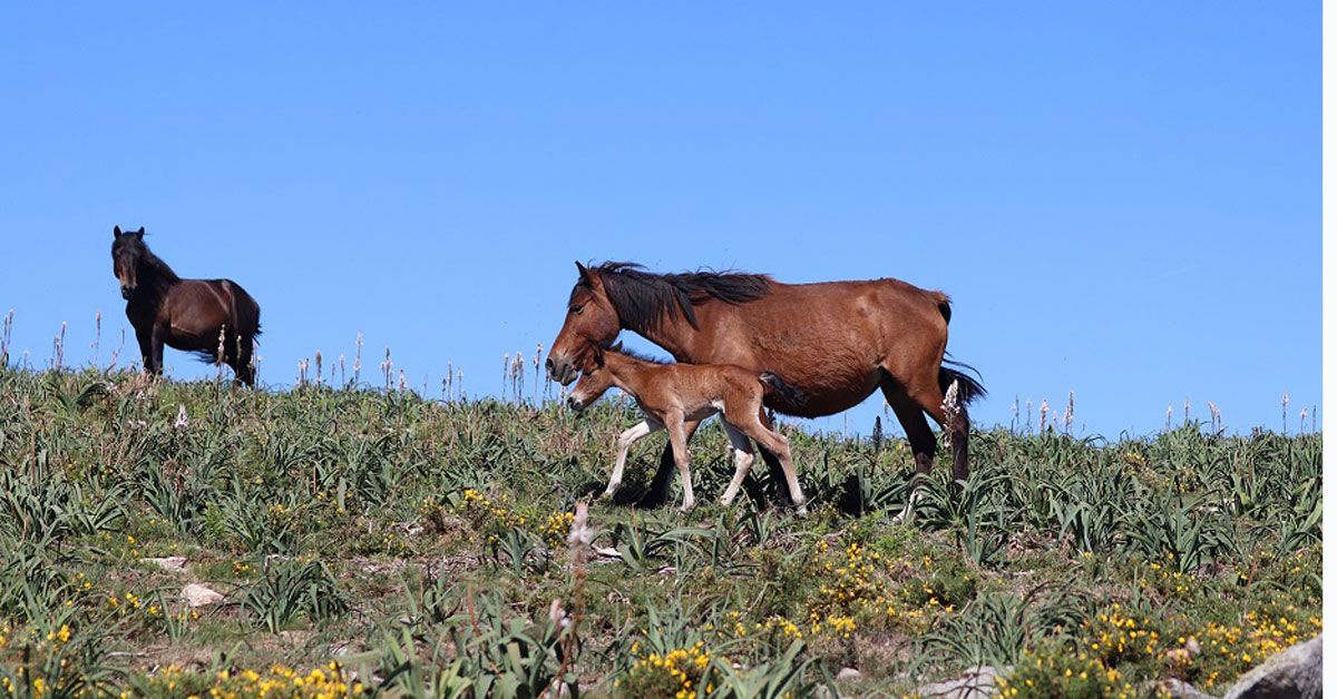 cabalos salvaxes xistral serra1