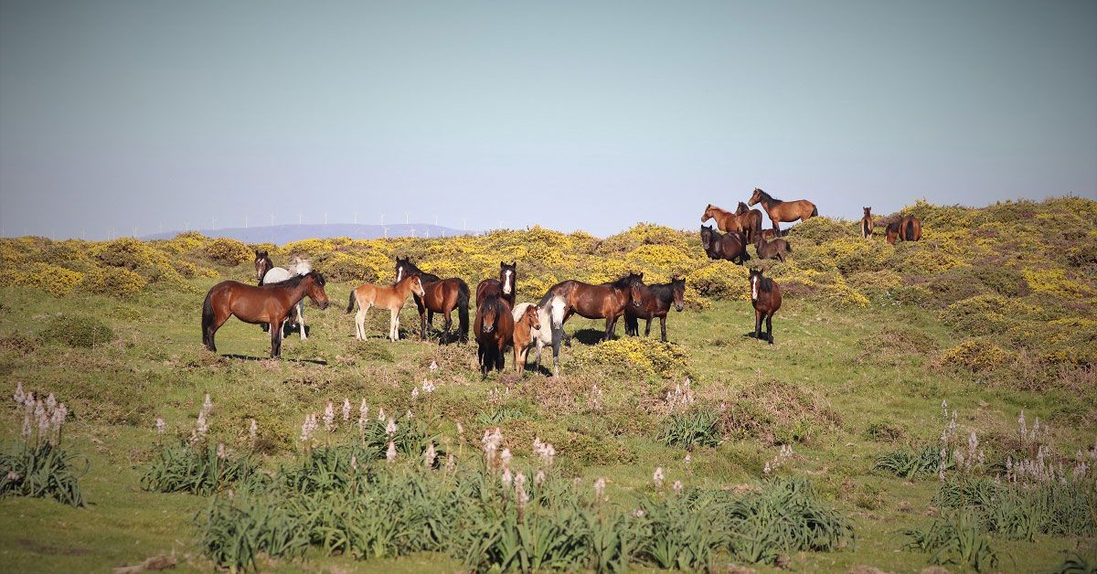 cabalos-salvaxes-xistral-serra2