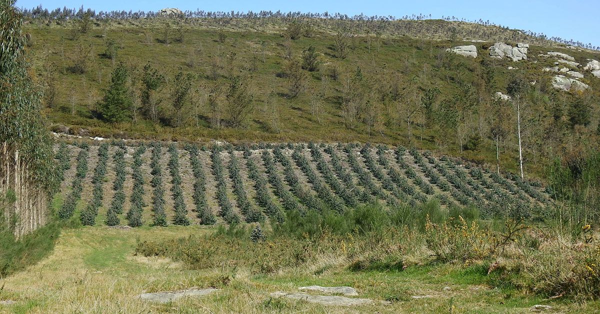 plantacion pinos ilegais serra xistral