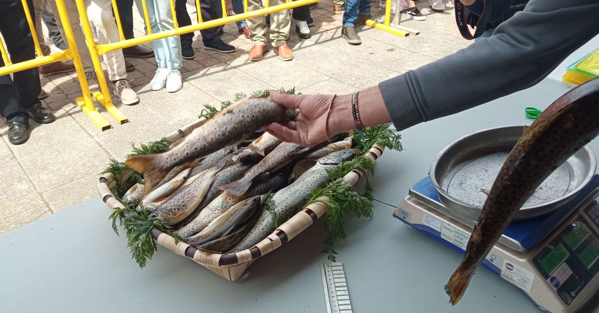 Pontenova-Festa-Troita-2023-11