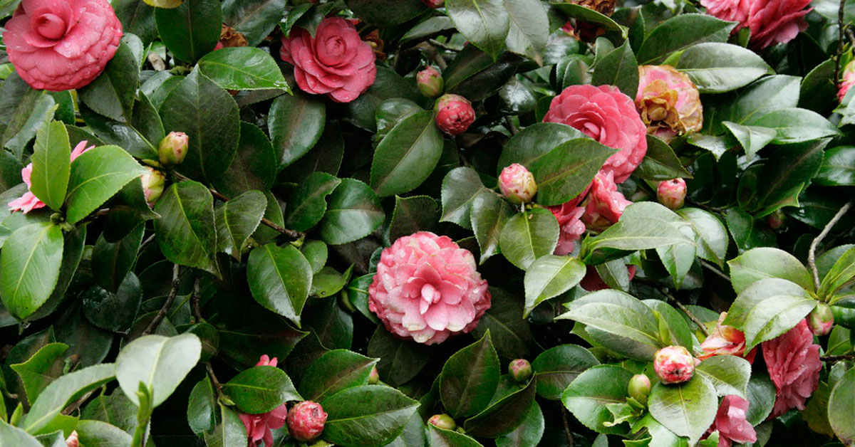 camelias flores