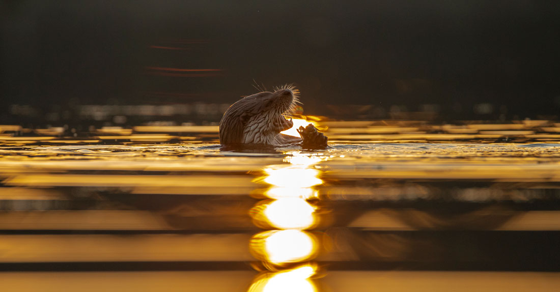 Cena-ao-atardecer