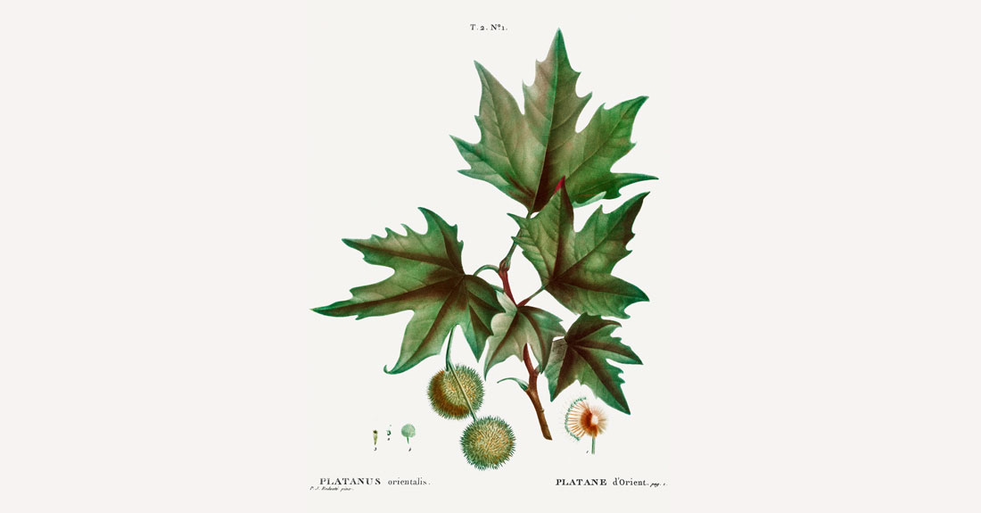 Platanus-orientalis-L-arbore