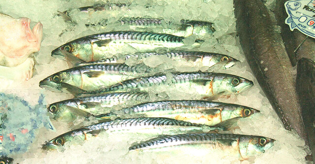 cabala-xarda-peixe-pesca