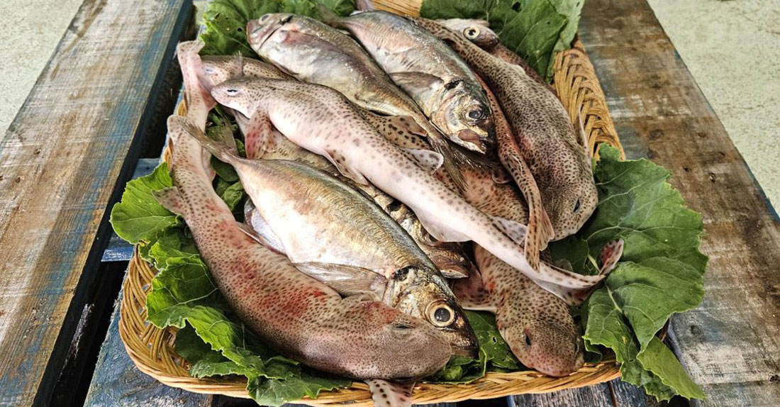 peixe-corunha