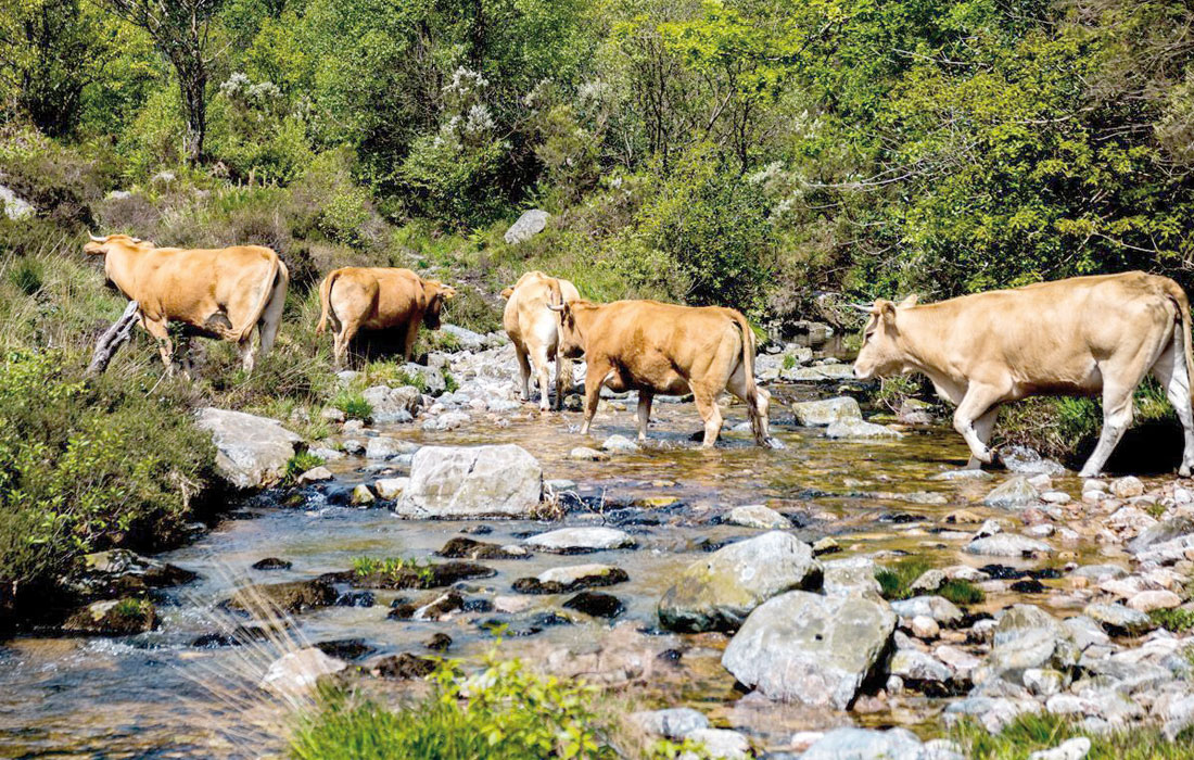 xistral-vacas-cruzando-furna