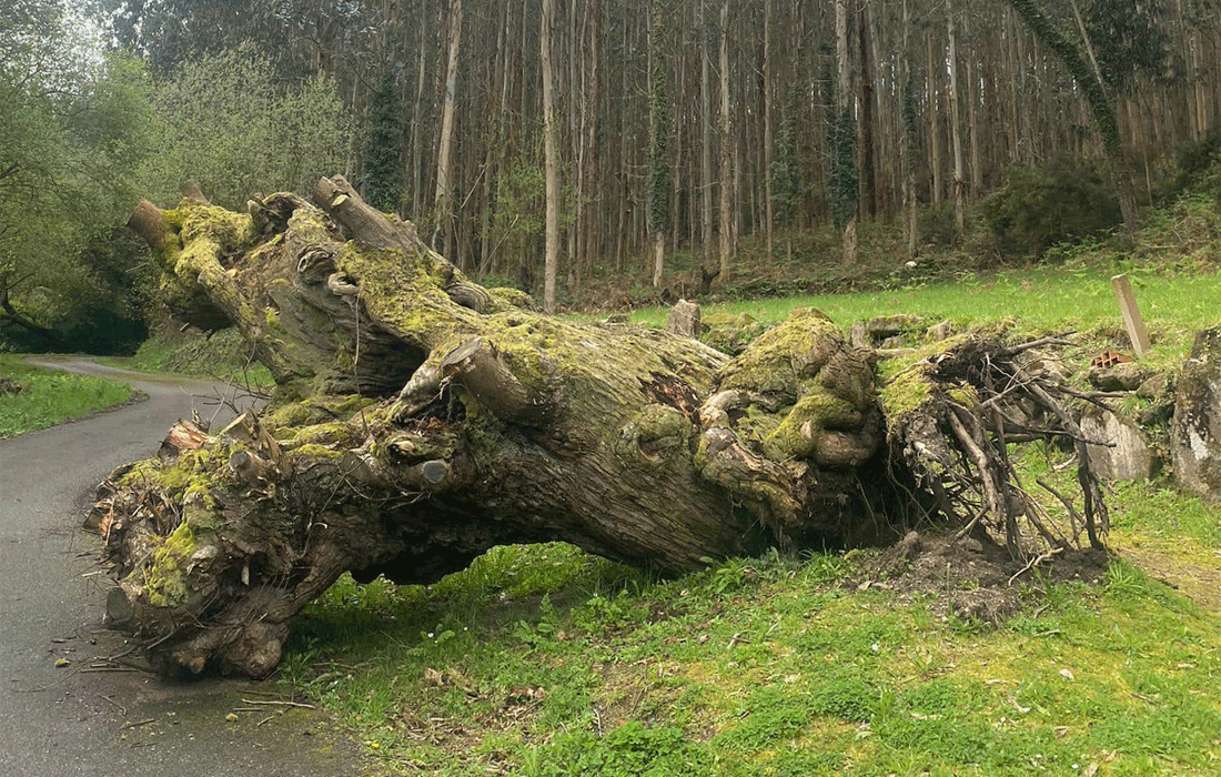 Burela-castineiro-de-Cinoche-caido-borrasca-2024