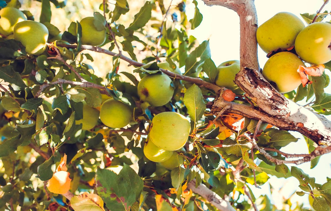 maza-arbore-froiteira