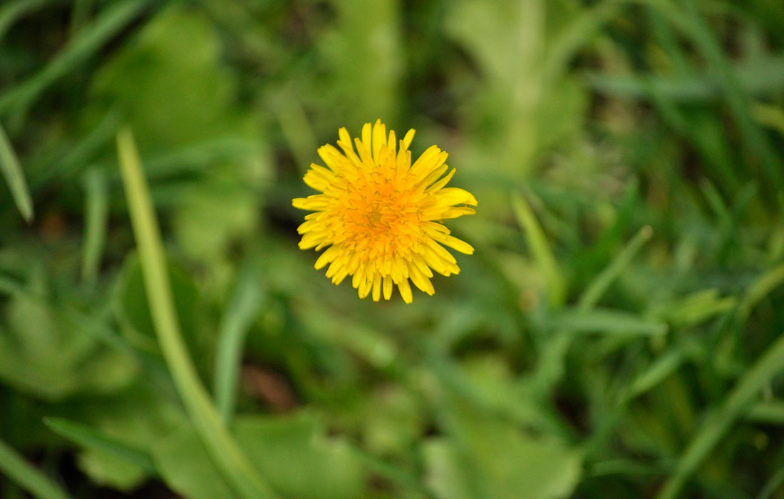 plantas-silvestre-comestible-flor