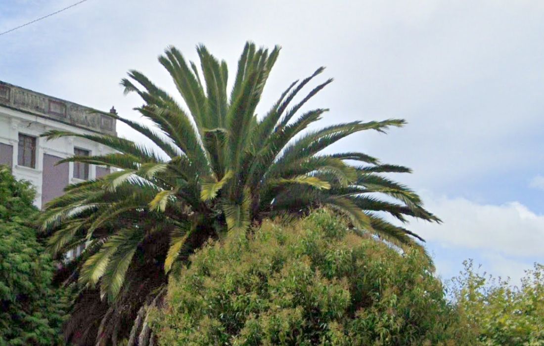 VIVEIRO palmeira