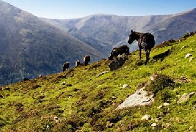 cabalos xistral