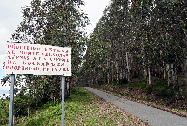 plantacion eucalipto CMVMC Lousada