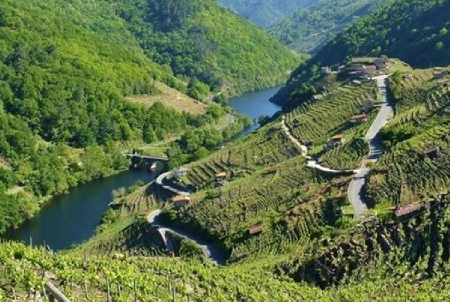 ribeira sacra viñedos