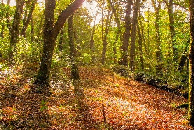 bosque galicia