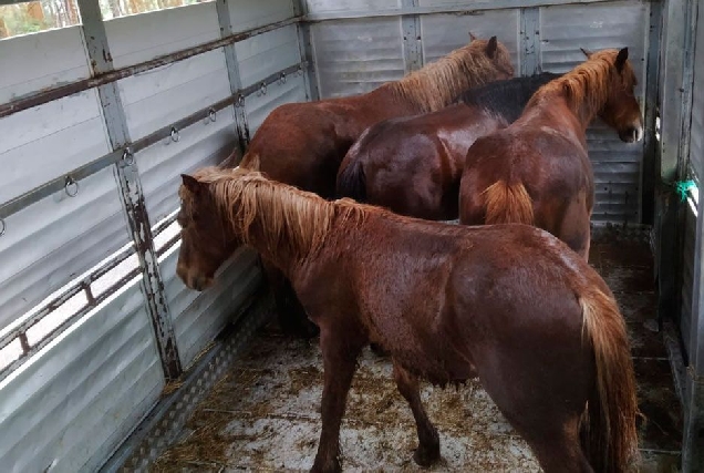 cabalos valadouro