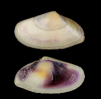 coquina cadelucha