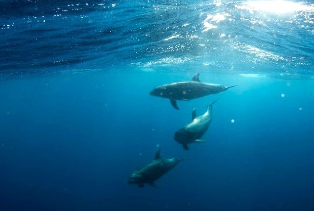 mar oceano submarino