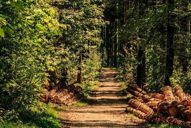 madeira bosque arbore