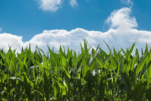 plantacion millo campo explotacion agraria