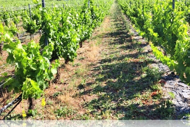 quiroga viñedos uvas plantas