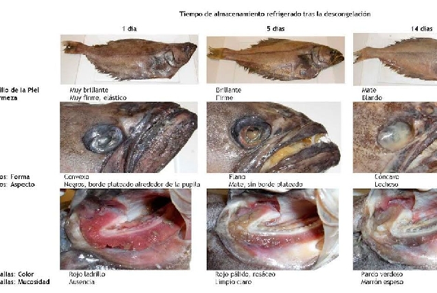 vida util pescado desconxelado