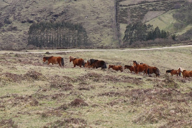 cabalos xistral otra