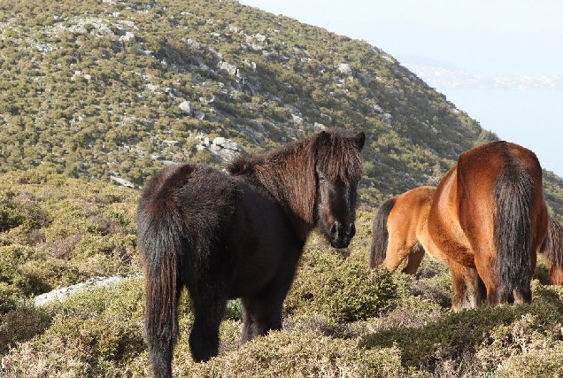 serra do xistral cabalos