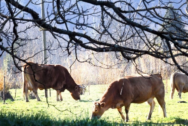 usc rubia galega