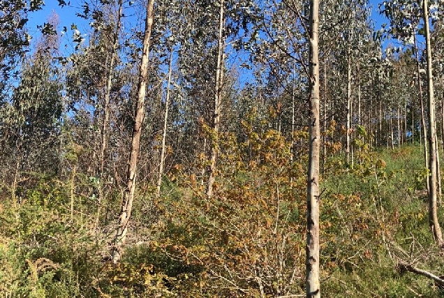 bosque monte forestal arbores