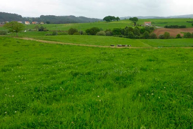 campo galicia