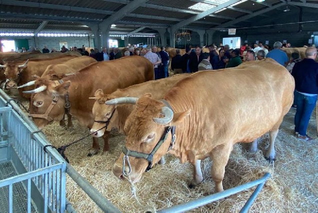 feira de gando vacun friol3