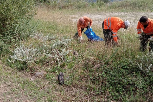 retirada especies invasoras aceas ribadeo