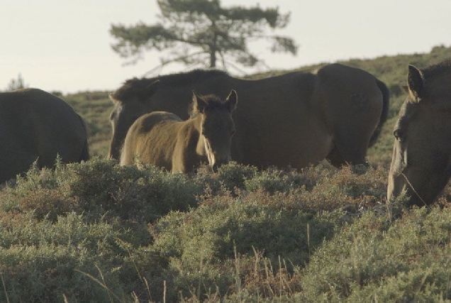 documental fillas do vento xistral