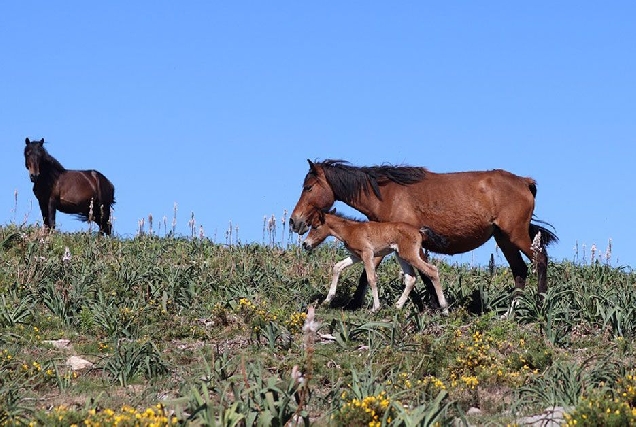 cabalos salvaxes xistral serra1