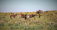 cabalos salvaxes xistral serra2